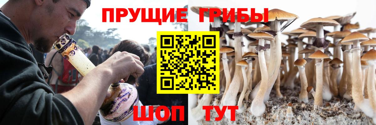 Галлюциногенные грибы Psilocybine cubensis Ейск
